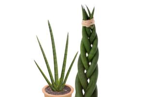 Sansevieria - stemless mother-in-law's tongue