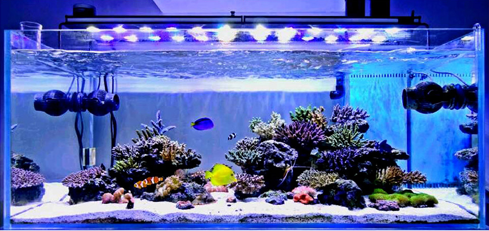 How to start a saltwater aquarium at home