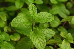 Mint: useful and medicinal properties, contraindications and use Among the main active ingredients