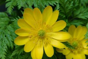 Adonis - the charm of the summer sun in every flower
