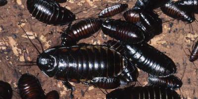Vad ska man göra om svarta kackerlackor dyker upp i ditt hus?