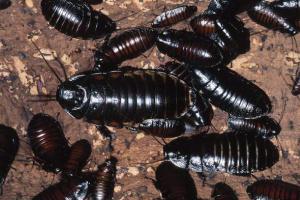 Vad ska man göra om svarta kackerlackor dyker upp i ditt hus?